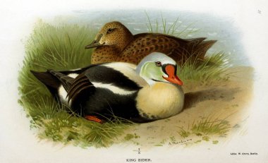 Kuş Illustration. İngiliz Adaları kuşların renkli resimler