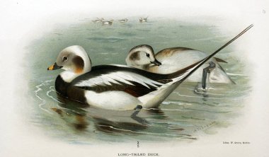 Kuş Illustration. İngiliz Adaları kuşların renkli resimler