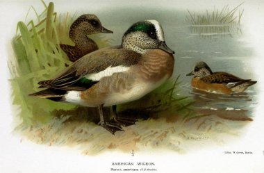 Kuş Illustration. İngiliz Adaları kuşların renkli resimler