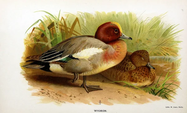 鸟的例证 不列颠群岛鸟类的彩色图 — 图库照片