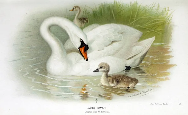 Illustration Fågel Färgade Siffror Fåglarna Brittiska Öarna — Stockfoto