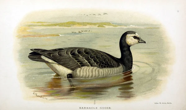 Illustratie Van Vogels Gekleurde Cijfers Van Vogels Van Britse Eilanden — Stockfoto