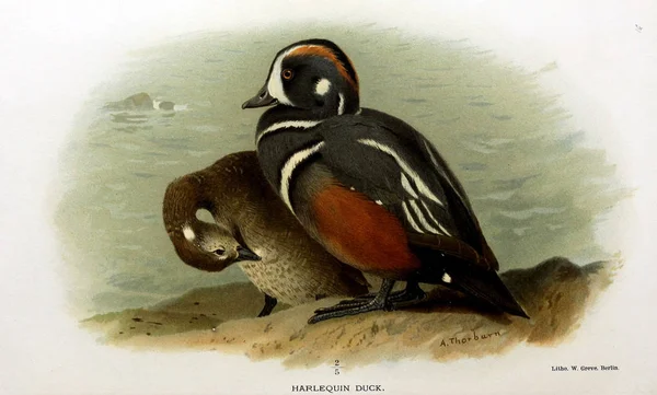 Illustration of bird. Coloured figures of the birds of the British Islands