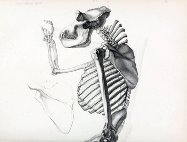 Maymun anatomisi. Du Musum d'Histoire Naturelle, Paris Arşiv.