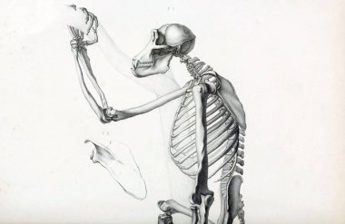 Maymun anatomisi. Du Musum d'Histoire Naturelle, Paris Arşiv.