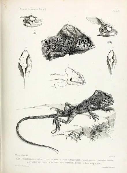 Ilustración Lagarto Archives Musum Histoire Naturelle París — Foto de Stock