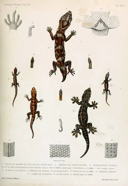 Ilustracja Jaszczurka Archiwa Museum Histoire Naturelle Paryż — Zdjęcie stockowe