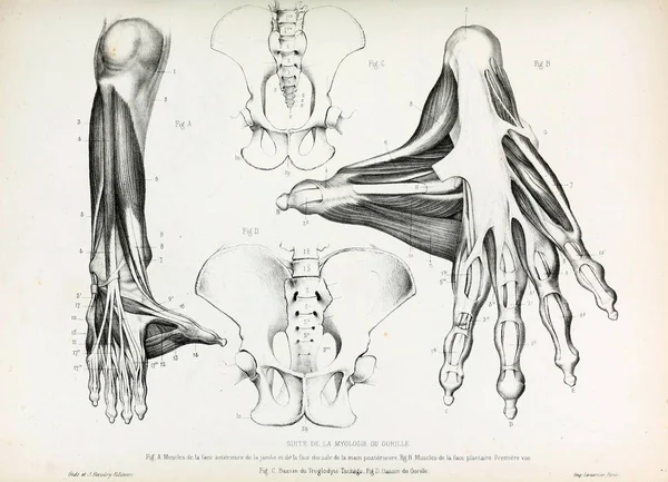 Anatomia Ape Archiwa Museum Histoire Naturelle Paryż — Zdjęcie stockowe