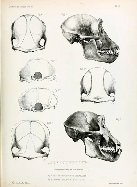 The anatomy of the ape. Archives du Musum d\'Histoire Naturelle, Paris.