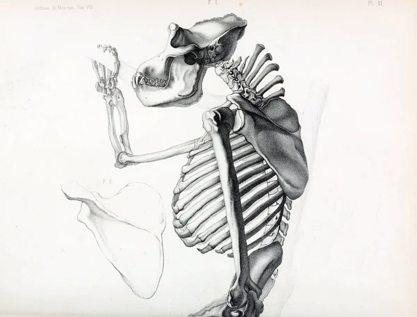 Anatomia Ape Archiwa Museum Histoire Naturelle Paryż — Zdjęcie stockowe