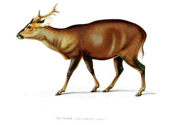 Illustratie Van Een Hert Archives Musum Histoire Naturelle Parijs — Stockfoto