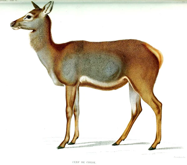 Illustration Cerf Archives Musum Histoire Naturelle Paris — Photo