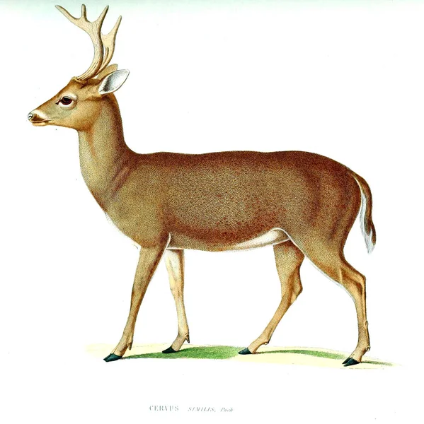 Illustration Cerf Archives Musum Histoire Naturelle Paris — Photo