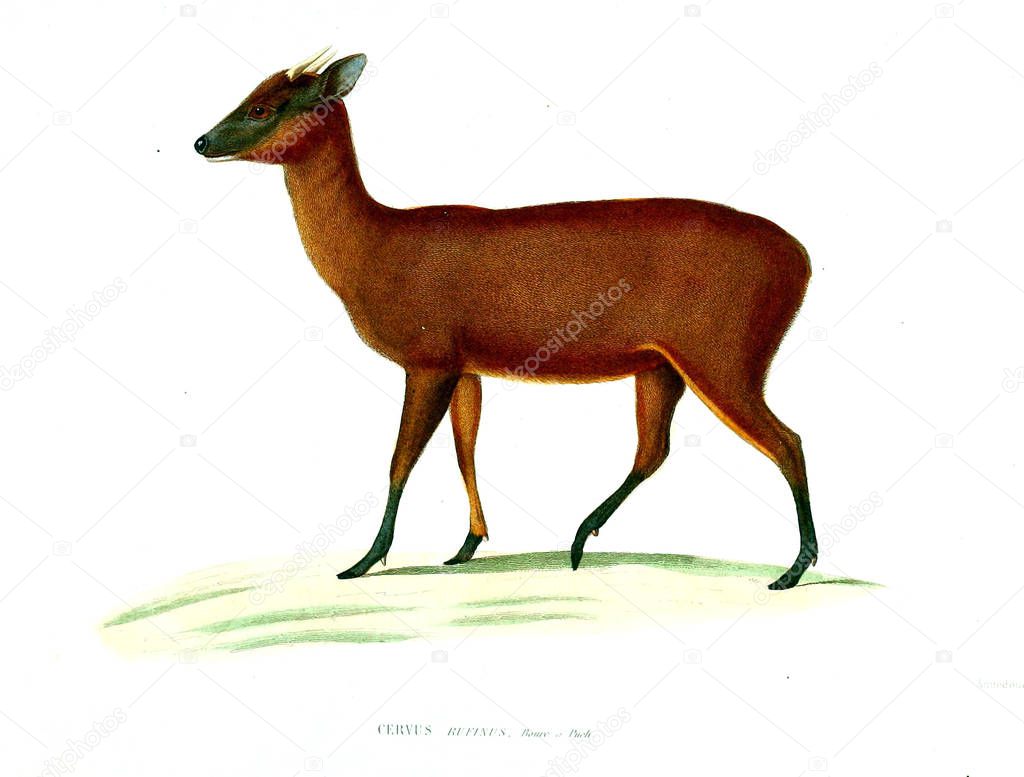 Illustration of a deer Archives du Musum d'Histoire Naturelle, Paris.