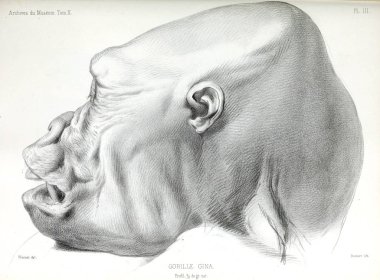 Maymun anatomisi. Du Musum d'Histoire Naturelle, Paris Arşiv.