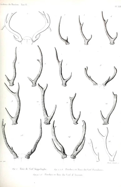 Geyik Boynuzları Illustration Musum Histoire Naturelle Paris Arşiv — Stok fotoğraf