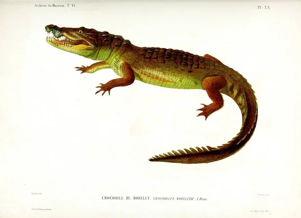 Bir Timsah Illustration Musum Histoire Naturelle Paris Arşiv — Stok fotoğraf