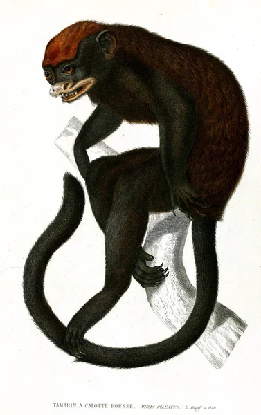 Illustration Monkey Archives Musum Histoire Naturelle Paris — Stock Photo, Image