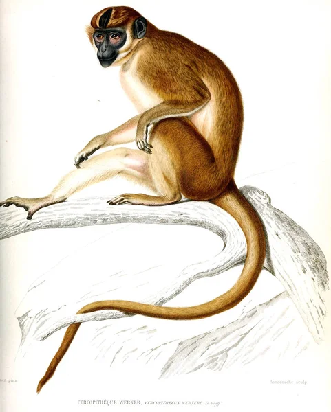 Ilustrace Opice Archives Musum Histoire Naturelle Paříž — Stock fotografie