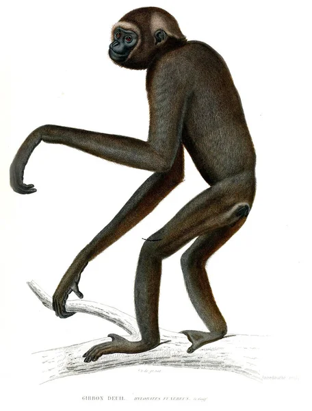 Maymun Illustration Musum Histoire Naturelle Paris Arşiv — Stok fotoğraf