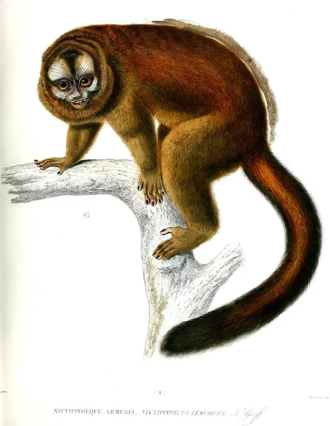 Illustration Monkey Archives Musum Histoire Naturelle Paris — Stock Photo, Image