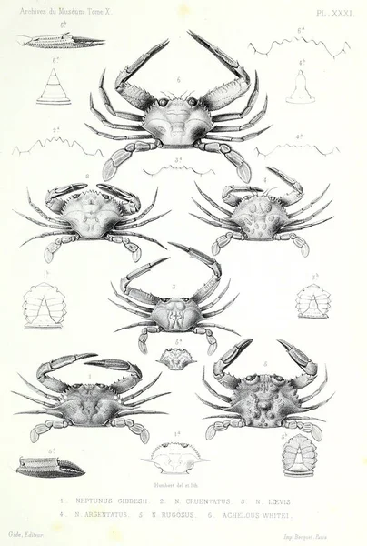 Ilustração Caranguejo Archives Musum Histoire Naturelle Paris — Fotografia de Stock