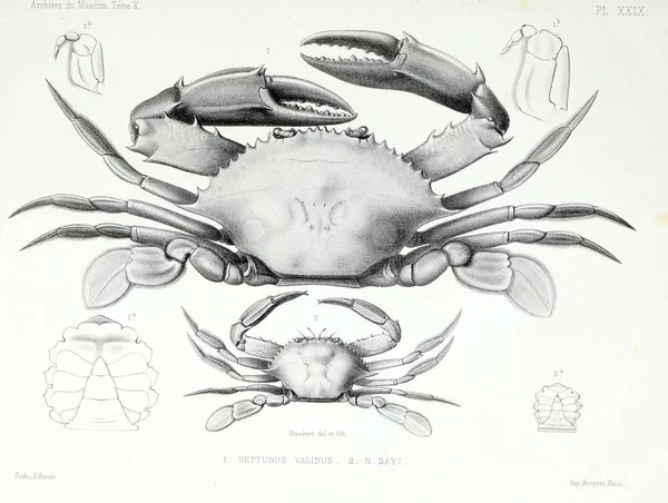 Illustration Crabe Archives Musum Histoire Naturelle Paris — Photo