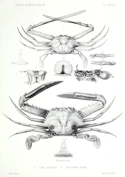 Illustration Krabba Arkiv Musum Histoire Naturelle Paris — Stockfoto