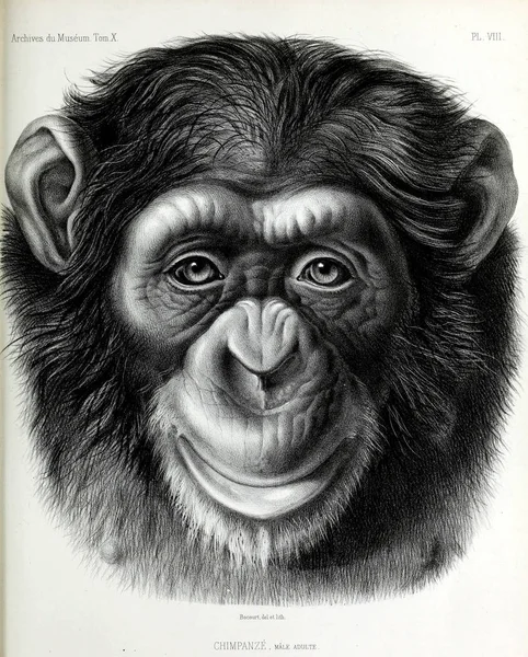 Ilustrace Opice Archives Musum Histoire Naturelle Paříž — Stock fotografie