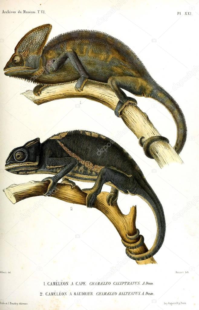 Illustration of a lizard. Archives du Musum d'Histoire Naturelle, Paris.