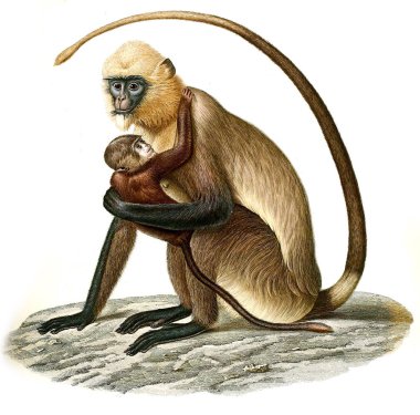 Illustration of monkey. Archives du Musum d'Histoire Naturelle, Paris. clipart