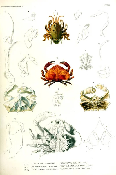 Bir Yengeç Illustration Musum Histoire Naturelle Paris Arşiv — Stok fotoğraf