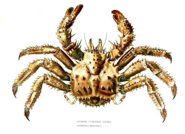 Illustratie Van Een Krab Archief Musum Histoire Naturelle Parijs — Stockfoto