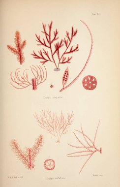 Yosun Illustration. Harvey, William H. (William Henry). Londra: Reeve kardeşler, 1847-1849.