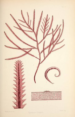 Yosun Illustration. Harvey, William H. (William Henry). Londra: Reeve kardeşler, 1847-1849.