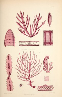 Yosun Illustration. Harvey, William H. (William Henry). Londra: Reeve kardeşler, 1847-1849.