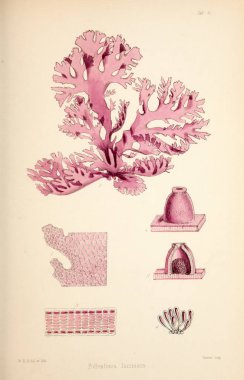 Yosun Illustration. Harvey, William H. (William Henry). Londra: Reeve kardeşler, 1847-1849.