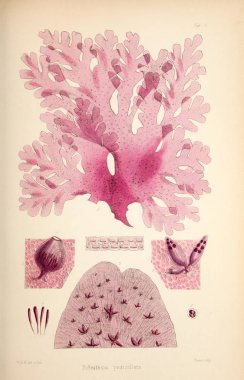 Yosun Illustration. Harvey, William H. (William Henry). Londra: Reeve kardeşler, 1847-1849.