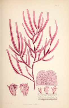 Yosun Illustration. Harvey, William H. (William Henry). Londra: Reeve kardeşler, 1847-1849.