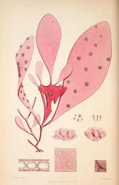 Yosun Illustration. Harvey, William H. (William Henry). Londra: Reeve kardeşler, 1847-1849.