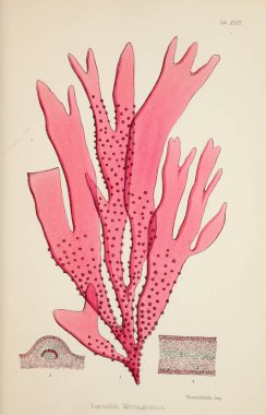 Yosun Illustration. Harvey, William H. (William Henry). Londra: Reeve kardeşler, 1847-1849.