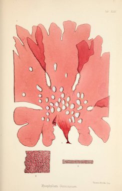 Yosun Illustration. Harvey, William H. (William Henry). Londra: Reeve kardeşler, 1847-1849.