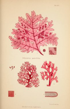 Yosun Illustration. Harvey, William H. (William Henry). Londra: Reeve kardeşler, 1847-1849.
