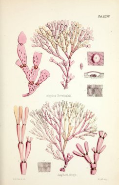 Yosun Illustration. Harvey, William H. (William Henry). Londra: Reeve kardeşler, 1847-1849.