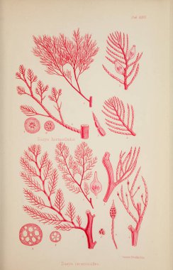 Yosun Illustration. Harvey, William H. (William Henry). Londra: Reeve kardeşler, 1847-1849.