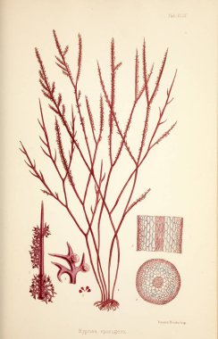 Yosun Illustration. Harvey, William H. (William Henry). Londra: Reeve kardeşler, 1847-1849.