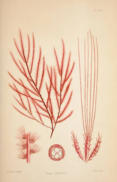 Illustration Algae Harvey William William Henry London Reeve Brothers 1847 — Stock Photo, Image