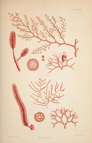 海藻的例证 Brothers 1847 1849 — 图库照片