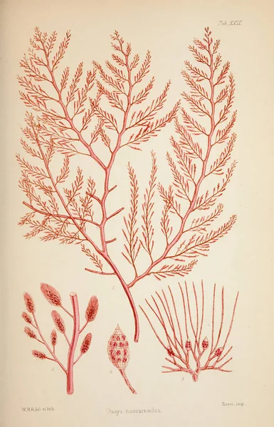 藻類のイラスト ハーヴェイ ウィリアム ウィリアム ヘンリー ロンドン リーブの兄弟 1847 1849 — ストック写真