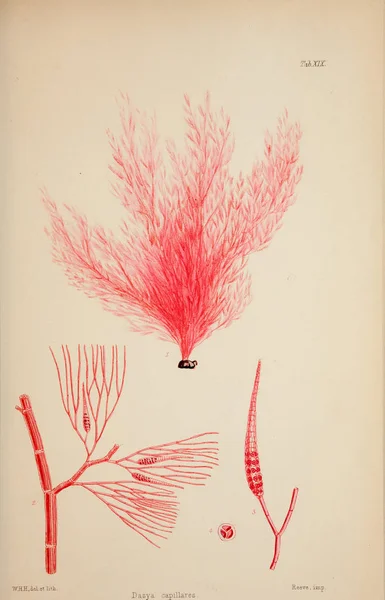 Illustration Algues Harvey William William Henry Londres Reeve Brothers 1847 — Photo